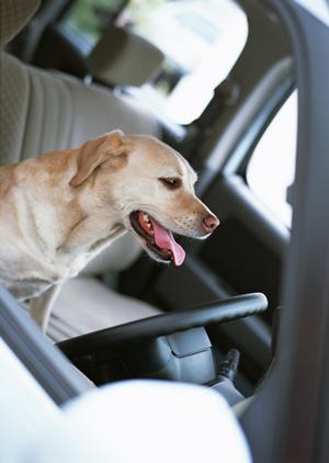 車検メニュー徹底ガイド！コストパフォーマンスを重視した賢い車検の選び方